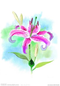水彩百合花高清图片