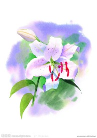 水彩百合花