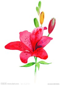 水彩百合花高清图片