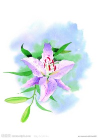 水彩百合花高清图片