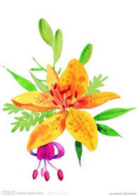 水彩百合花高清图片
