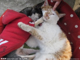 小小和花花 狗和猫的和谐世界
