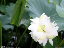 幷蹄莲