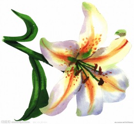 手绘水彩百合花高清图片