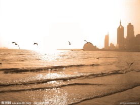 大海海鸥高清图片