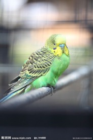 八哥鸟