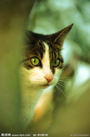 花猫