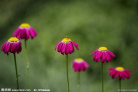 山野花