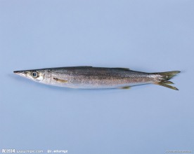 海鱼 鱼类 海洋资源 美味 海鲜