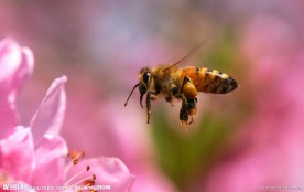 蜜蜂采蜜