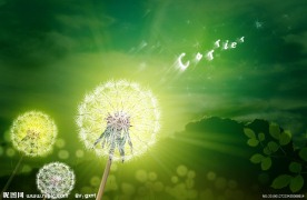 蒲公英
