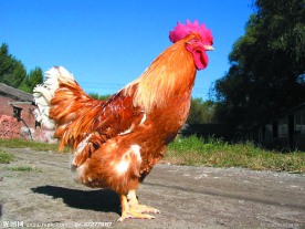 公鸡