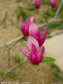 争奇斗艳的玉兰花