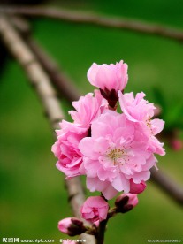 桃花朵朵开