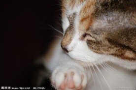 猫舔爪