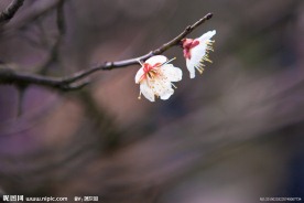 梅花006