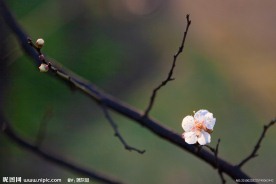 梅花004