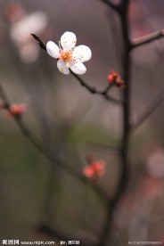 梅花005
