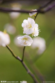 梅花007