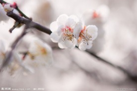 梅花009