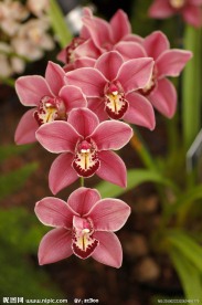 红花 特写 一串红 绿叶