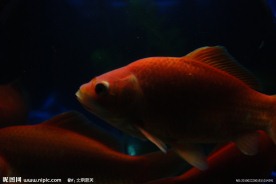 红鲤鱼