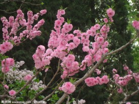 花的世界