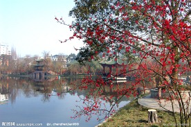 双流 棠湖公园 海棠花 花卉 海棠 花朵 亭子 湖面