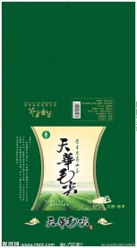 天华毛尖茶