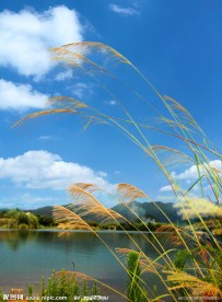蓝天绿水远山芦苇高清图片