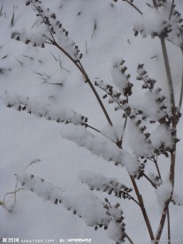 傲雪