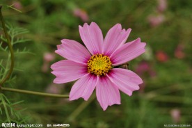 小红花