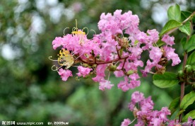 花枝