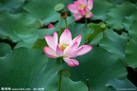 夏荷