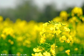 油菜花大图原创