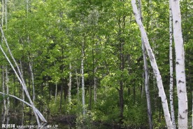 白桦林