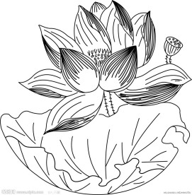 荷花