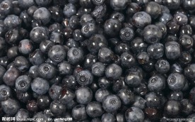 蓝莓特写
