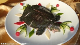 甲鱼