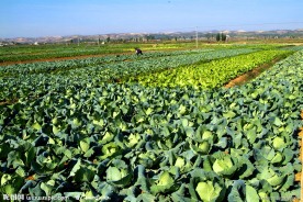 蔬菜基地