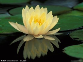 莲花矢量图