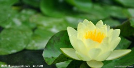 睡莲