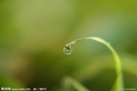 露珠到情意