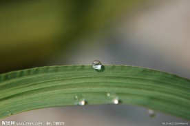 露珠到情意