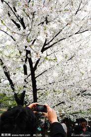 樱花 游人