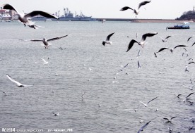 海边的海鸥