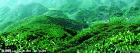 茶园高清风景图片