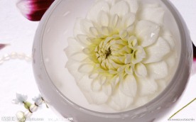 盆中的莲花