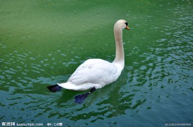 白天鹅