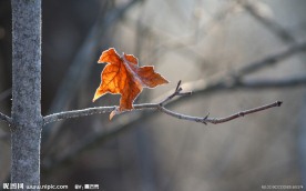 秋意 秋韵 枯枝 秋天